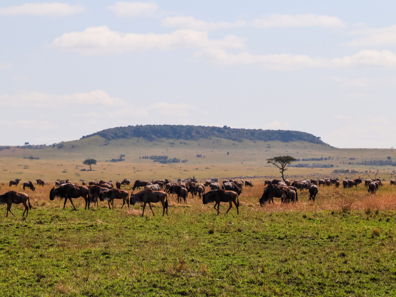 MANYARA & SERENGETI — 9